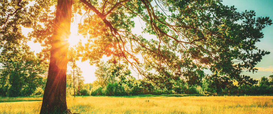 HVO – Going Greener